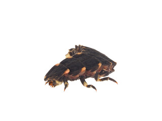 Common glow-worm beetle isolated on white background, Lampyris noctiluca larvae