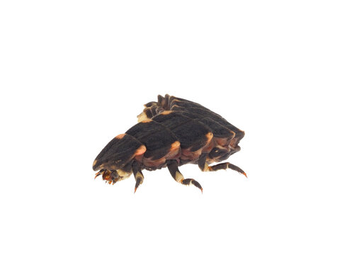 Common glow-worm beetle isolated on white background, Lampyris noctiluca larvae