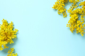 Beautiful composition with spring mimosa branches on a colored backgrounв