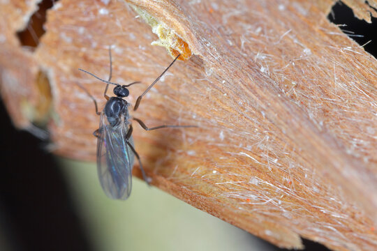 Dark-winged fungus gnat flies, Sciaridae. A female fly on the leaf of a dried potted plant. Pests of houseplants.