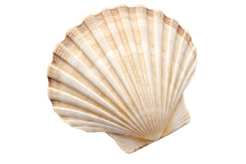 seashell isolated on white background