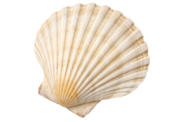 seashell isolated on white background