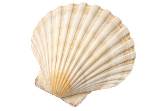 seashell isolated on white background