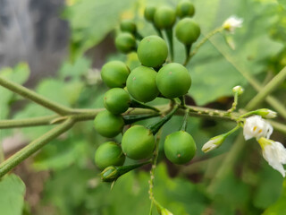 Takokak, tekokak or sparrow eggplant is a plant from the eggplant tribe whose fruit and seeds are...