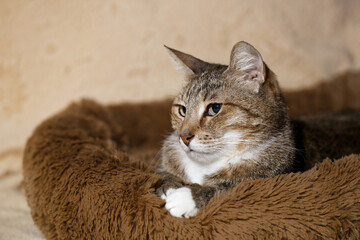 Closeup portrait of elderly cat laying in his bed. Shallow focus.