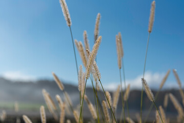青空に伸びる草