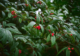 Bright red berries and green leaves of cotoneaster close-up. Decorative red berry in a garden....