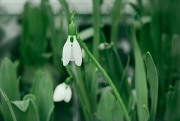 Obraz premium White snowdrops (Galanthus nivalis) blooming. First spring flowers. Beautiful spring flower background. Selective focus