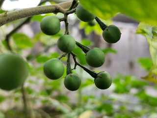 Takokak, tekokak or sparrow eggplant is a plant from the eggplant tribe whose fruit and seeds are...