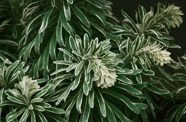 Euphorbia characias close-up. Decorative plant in a garden. spectacular variegated spurge, with evergreen, cream-edged, blue gray foliage. Beautiful green natural background. Selective focus