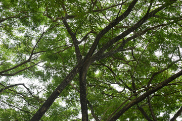 Obraz premium Trees with dense green leaves under the sky in Indonesian tropical forest, in natural background concept.
