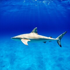 High-resolution underwater photograph of a Caribbean reef shark swimming in vibrant blue water, sun rays penetrating the surface