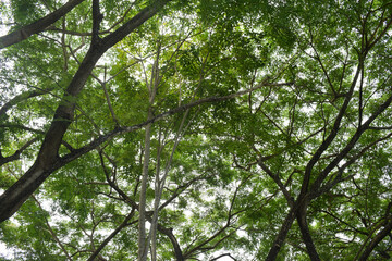 Obraz premium Trees with dense green leaves under the sky in Indonesian tropical forest, in natural background concept.