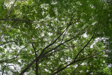 Trees with dense green leaves under the sky in Indonesian tropical forest, in natural background concept.