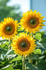 Obraz premium Three_sunflowers_bloom,_their_bright_yellow_petals_surrounding_a_textured_brown_center,_amidst_green_leaves_and_a_blurred_background.