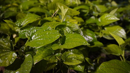 Naklejka premium Betel (Piper betle) is a species of flowering plant in the pepper family Piperaceae, native to Southeast Asia.