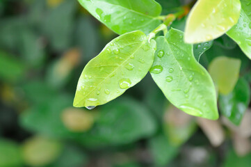 ficus pumila or climbing fig or MORACEAE and dew drop