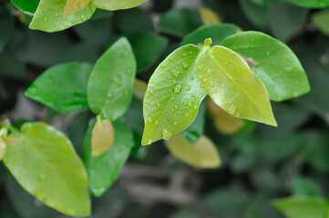 ficus pumila or climbing fig or MORACEAE and dew drop