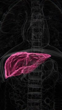 Normal Liver to Hepatitis C Vertical HQ X-Ray Video | Hepatitis C Indication in Vertical HD Video