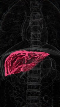 Hepatitis C Vertical HQ X-Ray Video | Hepatitis C Indication in Vertical HQ Video