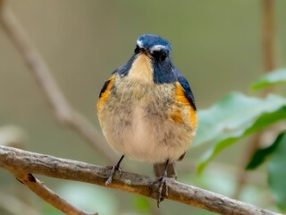 森の中で枝に留まって周りを見渡しているルリビタキの雄