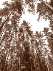 Tall pine tree with a sturdy trunk and evergreen branches reaching toward the sky. Serene forest landscape with a foggy, mysterious atmosphere in the morning light.