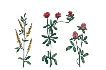 Collection botanical plants and flowers isolated on white background. Wildflowers Clover bouquet in green pink colors vector illustration. Graphic design for Birthday Wedding Greeting Card Invitation