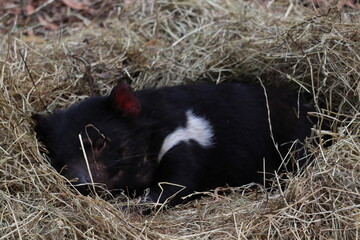 Tasmanian Devil in Natural Habitat