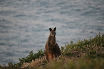 Wallaby in Its Natural Habitat
