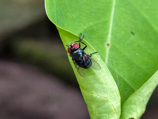 Flying insects with red eyes and thin wings perched on green leaves. This type is often seen flying in kitchens, cages and trash cans.