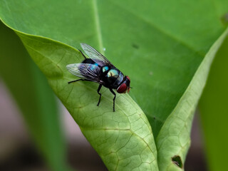 Flying insects with red eyes and thin wings perched on green leaves. This type is often seen flying in kitchens, cages and trash cans.