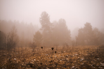 łąka,mgła  © Marcin Łazarczyk