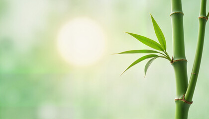 Gentle bamboo leaves swaying in soft light, serene tranquility