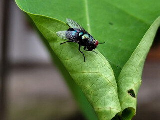 Flying insects with red eyes and thin wings perched on green leaves. This type is often seen flying in kitchens, cages and trash cans.