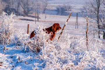  Piękno śnieznej i mroznej zimy w Dolinie Narwi i Biebrzy - Podlasie, Polska © podlaski49