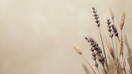 Dried lavender and wheat on beige background; minimalist design, website banner