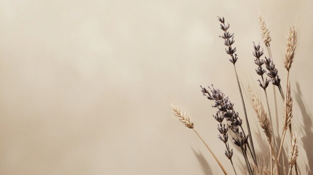 Fototapeta Dried lavender and wheat on beige background  minimalist design, website banner