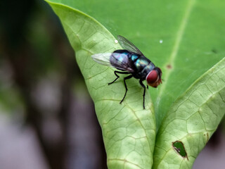 Flying insects with red eyes and thin wings perched on green leaves. This type is often seen flying in kitchens, cages and trash cans.