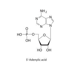 Allyl chloroformate skeletal structure.Chloroformate ester compound schematic illustration. Simple diagram, chemical structure.