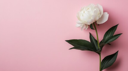 Fototapeta premium White peony flower on pink background, flat lay