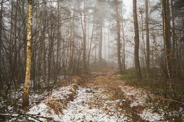 leśna droga ,mgła  © Marcin Łazarczyk