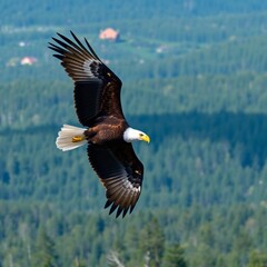 Obraz premium High-resolution stock photo of a bald eagle soaring high above a dense forest, commercial use, professional quality, vibrant colors, wide-angle shot showing the eagle in its expansive environment