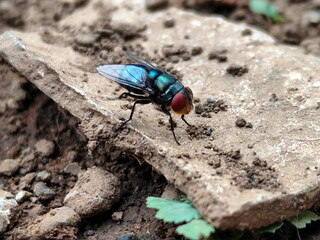 Flying insects with red eyes and thin wings perched on the ground. This type is often seen flying in kitchens, cages and trash cans.