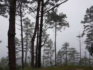 trees in the fog