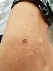 Obraz premium mosquito sucking blood