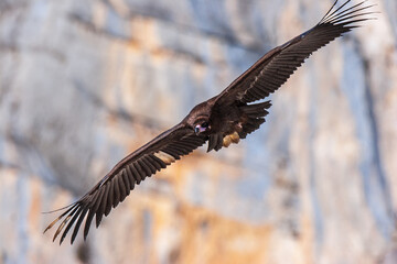 Cinereous vulture in flight over the stunning Verdon Gorge, with towering cliffs in the background.