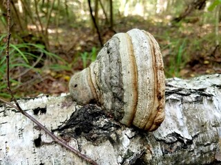 A wood decaying fungus, Fomes fomentarius, on the fallen birch trunk, Central Russia