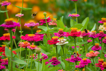Vibrant Zinnia Blossoms in Full Bloom Attract Buzzing Bees in a Flourishing Garden During a Sunny Summer Afternoon