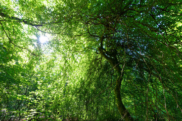 Faux de Verzy managed biological reserve.  Montagne de Reims Regional Natural Park