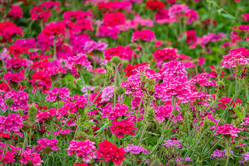 Vibrant Spring Blooms Fill the Garden With Shades of Pink and Red, Creating a Lively Tapestry of Color Under the Warm Sun in a Serene Outdoor Setting